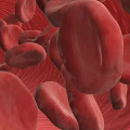 Human Circulatory Tissue System With Blood Vessels And Red Blood Cells