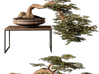 Bonsai Tree With Curved Trunk And Green Foliage In Ceramic Pot On Wooden Table 3d model