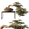 Bonsai Tree With Curved Trunk And Green Foliage In Ceramic Pot On Wooden Table