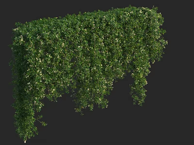 Lush Green Decorative Vine With Dense Hanging Leaves And Small White Flowers 3d model