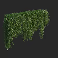 Lush Green Decorative Vine With Dense Hanging Leaves And Small White Flowers