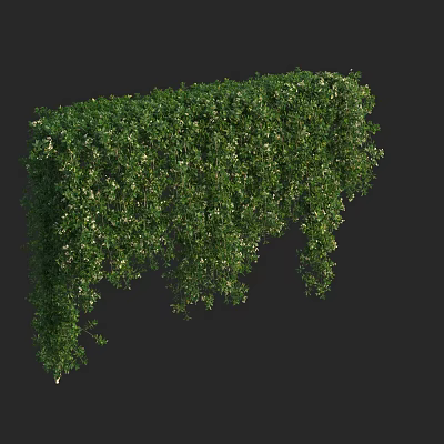 Lush Green Decorative Vine With Dense Hanging Leaves And Small White Flowers 3d model