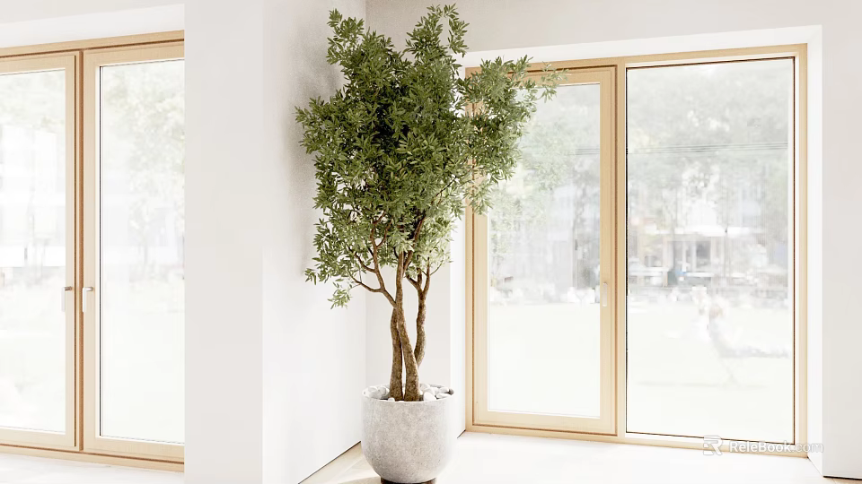 Lush Foliage Potted Tree in White Pot by Large Windows with Indoor Outdoor Greenery View 3d model 