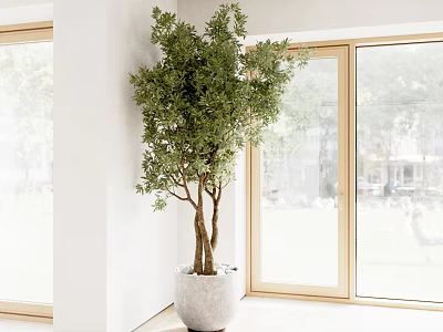 Lush Foliage Potted Tree in White Pot by Large Windows with Indoor Outdoor Greenery View 3d model