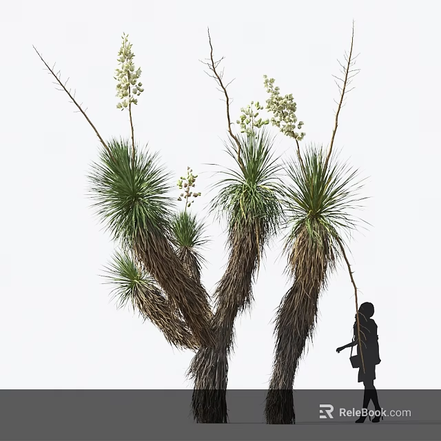 Yucca Plants With Tall Flower Stems White Blooms Spiky Leaves And Person Silhouette 3d model 