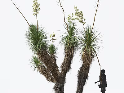 Yucca Plants With Tall Flower Stems White Blooms Spiky Leaves And Person Silhouette 3d model
