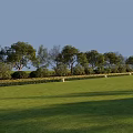 Lush Plant Combination with Trees Shrubs and Green Grass in Open Landscape