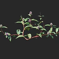 Vibrant Flowering Plants With Small Purple Flowers Green Leaves And Red Stems