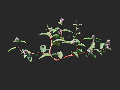 Vibrant Flowering Plants With Small Purple Flowers Green Leaves And Red Stems 3d model