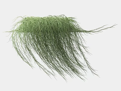 Graceful Green Grass with Long Drooping Foliage in Natural Form 3d model