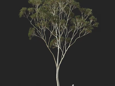 Elegant Arbor With White Trunk And Lush Green Foliage In Natural Form 3d model