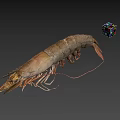 Fresh Raw Whole Shrimp Seafood Ingredient for Home Cooking Dishes