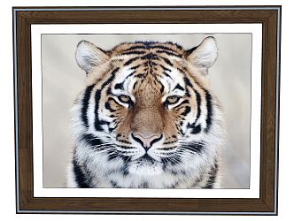 Modern Animal Painting Decorative Hanging Painting 3d model