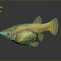 Golden Yellow Fish With Transparent Body Parts Shiny Scales And Reflection On Dark Background