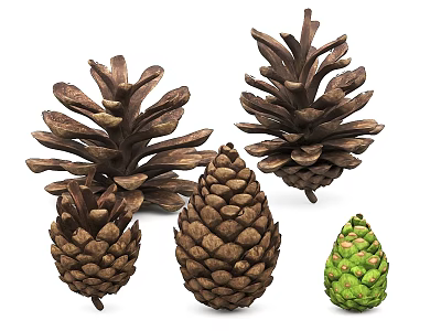 Various Natural Pine Cones In Different Sizes And Colors On White Background 3d model