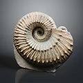 Ammonite Fossil With Spiral Structure Textured Surface And Detailed Ridges Displayed On Dark Background