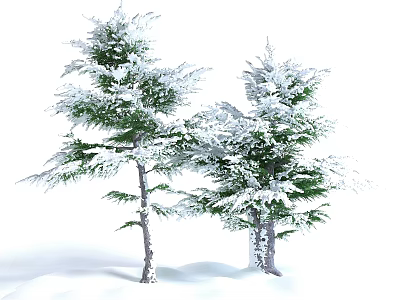 Two Snow Covered Trees With Green Branches Standing On Snowy Ground 3d model