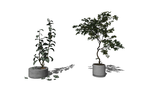 Modern Potted Simple Plant Potted Plant 3d model