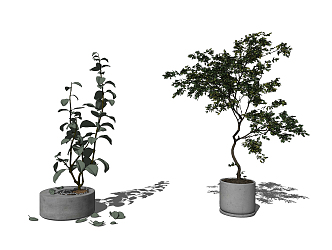 Modern Potted Simple Plant Potted Plant 3d model