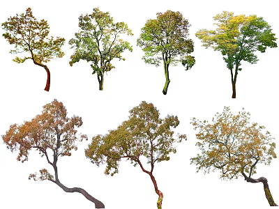 Arbor Trees Various Species With Colorful Foliage And Different Growth Forms Isolated On White Background 3d model