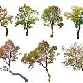 Arbor Trees Various Species With Colorful Foliage And Different Growth Forms Isolated On White Background