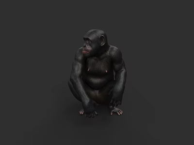 Realistic 3D Chimpanzee Model Sitting On Dark Background With Detailed Features 3d model