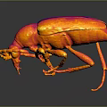 3D Rendered Insect Model With Red Orange Color Shiny Surface And Dark Background