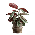 Potted Plant with Red and Green Leaves in Woven Texture Pot for Indoor Decoration