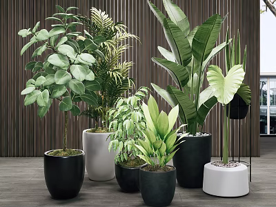 Bonsai Potted Plants With Various Leafy Greenery In Modern Indoor Colorful Pots 3d model