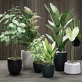 Bonsai Potted Plants With Various Leafy Greenery In Modern Indoor Colorful Pots