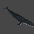 Whale In Dark Setting With Detailed Skin Patterns And Natural Swimming Stance