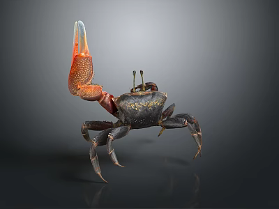 Spotted Crab With Large Red Claw And Black Body Standing On Dark Surface 3d model