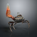 Spotted Crab With Large Red Claw And Black Body Standing On Dark Surface
