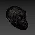 Detailed Human Skull Side View With Visible Teeth And Cranial Structure 3d model