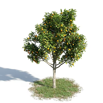 Fruit Bearing Tree With Green Leaves Ripe Yellow Fruits And Grass Base 3d model