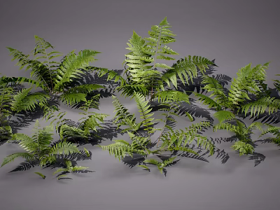 Clusters of Lush Green Ferns with Fresh Vibrant Foliage and Natural Plant Arrangement 3d model