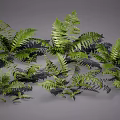 Clusters of Lush Green Ferns with Fresh Vibrant Foliage and Natural Plant Arrangement