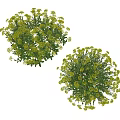 Pair of Green Leafy Plants With Small Yellow Flowers And Lush Bushy Appearance
