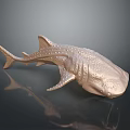 Golden Whale Shark Model With Spotted Surface On Dark Background And Reflection 3d model