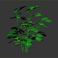 Three Vibrant Green Plants of Different Sizes on Dark Reflective Surface