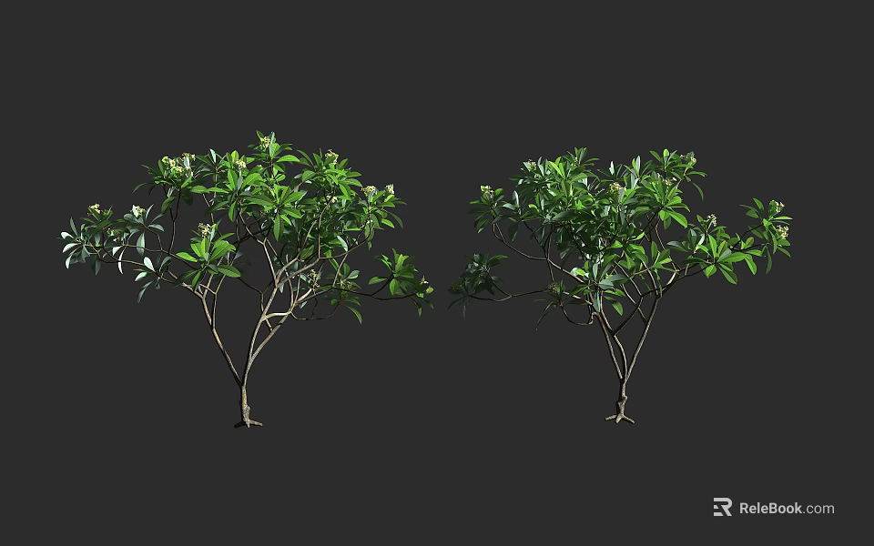 Two Green Leafy Trees with Lush Foliage and Thin Branches on Dark Background 3d model