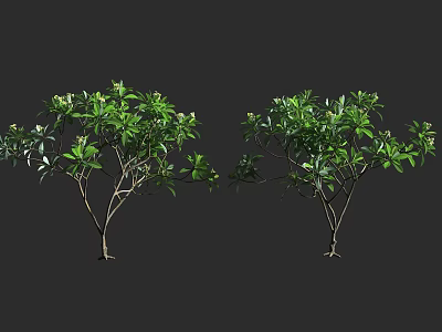 Two Green Leafy Trees with Lush Foliage and Thin Branches on Dark Background 3d model