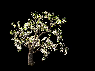 Tree With White Flowers And Green Leaves On Black Background 3d model
