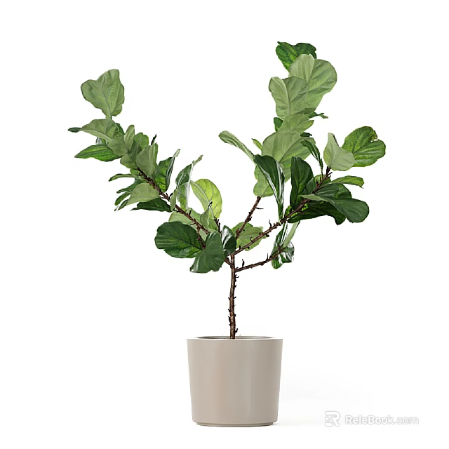 Beautiful Bonsai Plant With Lush Green Leaves And Thin Branches In White Ceramic Pot 3d model 