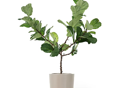 Beautiful Bonsai Plant With Lush Green Leaves And Thin Branches In White Ceramic Pot 3d model