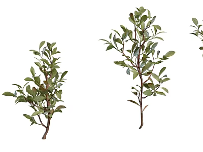 Three Fresh Green Leaf Floral Branches For Vase Decoration And Home Decor 3d model