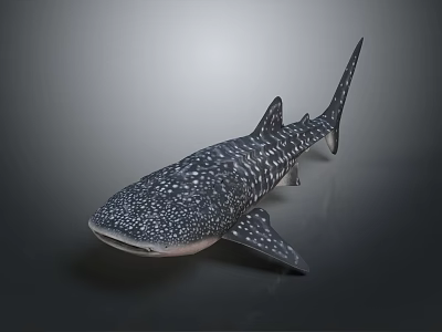 3D Whale Shark Model With White Spots Dark Body Side View On Gray Gradient Background 3d model
