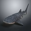 3D Whale Shark Model With White Spots Dark Body Side View On Gray Gradient Background 3d model