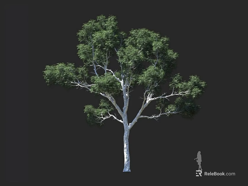 Tall Arbor With Lush Green Foliage And White Trunk Featuring Human Figure For Scale 3d model 