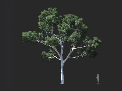 Tall Arbor With Lush Green Foliage And White Trunk Featuring Human Figure For Scale 3d model